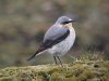 Wheatear at Gunners Park (Steve Arlow) (91773 bytes)